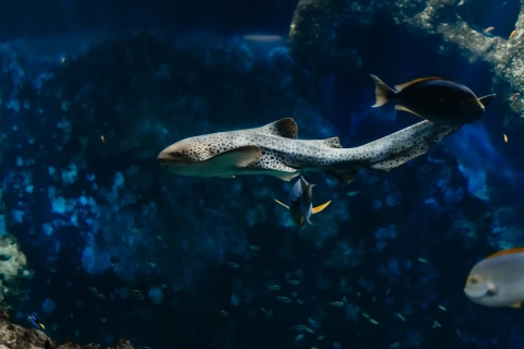 Aquarium de Lyon