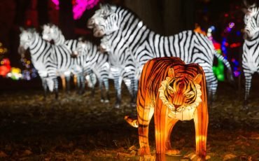 lumiere-tigres-zebre_2_1200